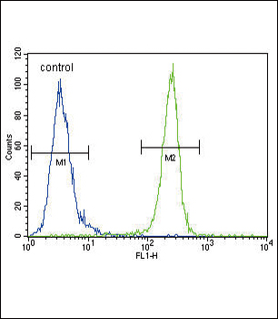 VEGFR2 (FLK1/KDR) Antibody (C-term)