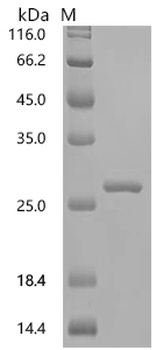 Recombinant Macaca mulatta Tumor necrosis factor (TNF) , partial