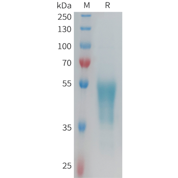 Human G-CSF Protein, hFc Tag