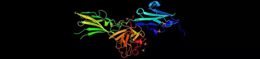 Fibroblast Growth Factor Receptors