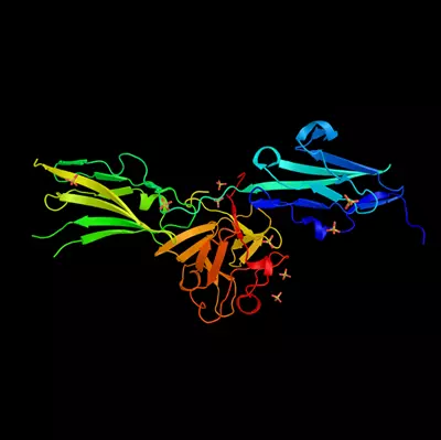Fibroblast Growth Factor Receptors