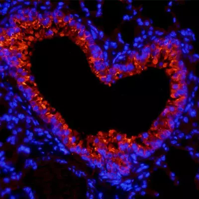 IF Staining Tips
</h3>