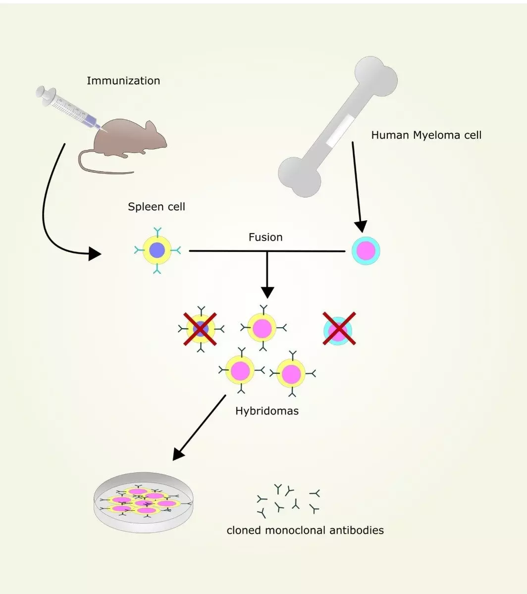 Monoclonal Antibody Production