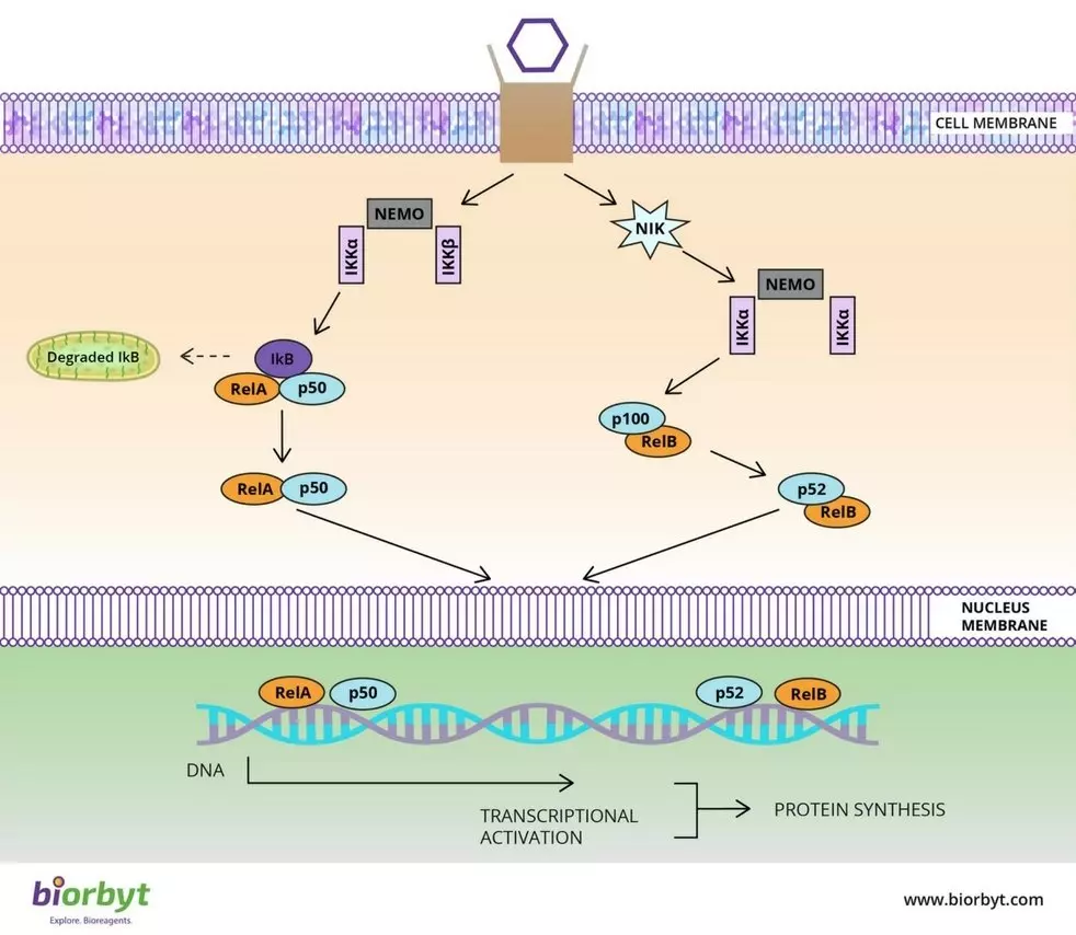 NF-κB Signaling Pathway