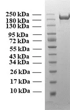 SDS PAGE of SARS-CoV-2 trimeric soluble full-length Spike protein, B1.617 cluster, S protein