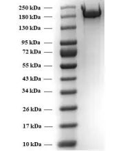 SARS-CoV-2 trimeric soluble full-length Spike protein, Beta variant, S protein