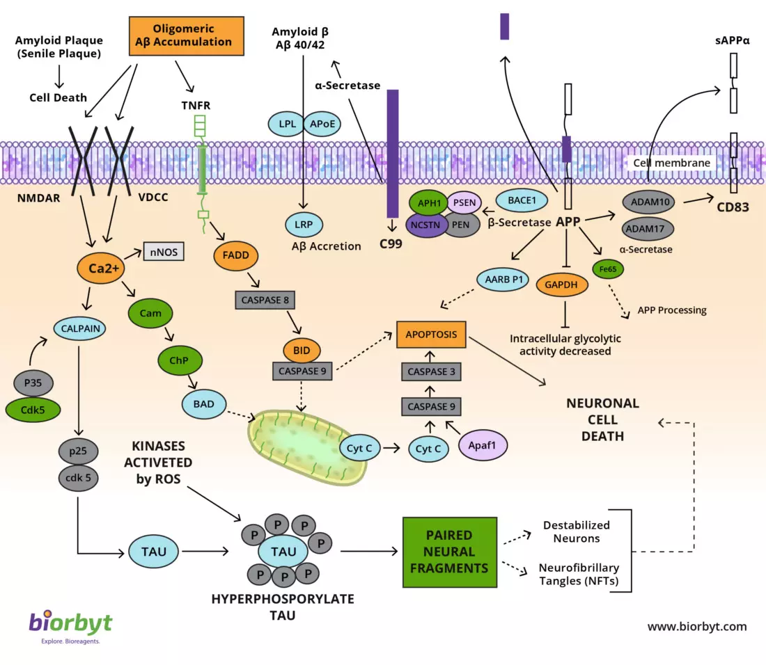 Alzheimer's Signaling Pathway