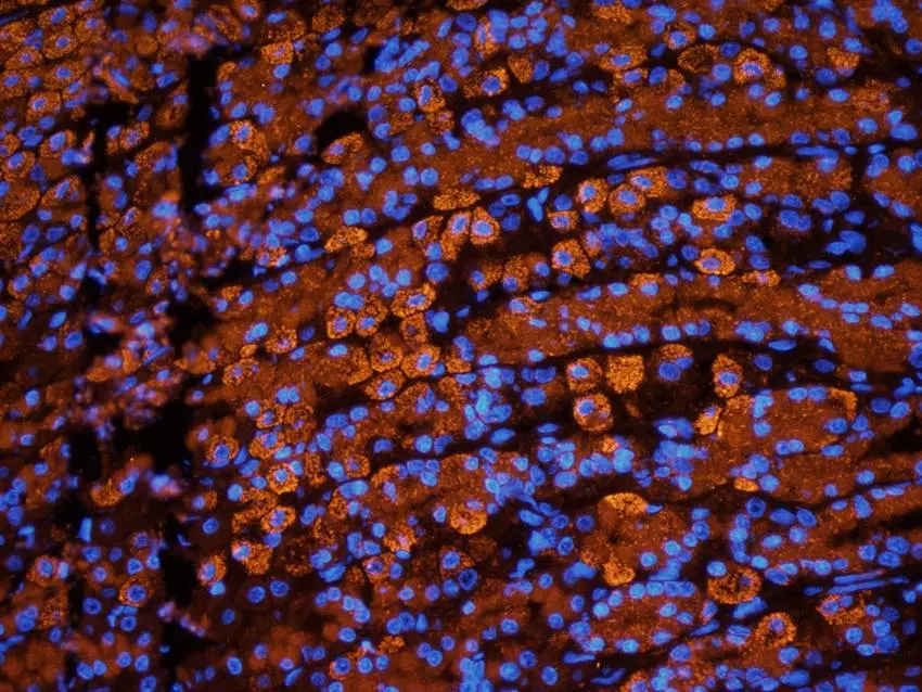 IF analysis of rat stomach tissue using Collagen 4 alpha 1 antibody (2.5 ug/ml)