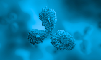 Custom Monoclonal Antibodies