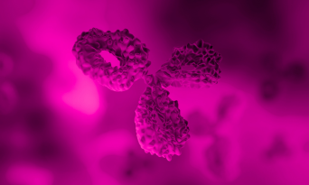 Custom Polyclonal Antibodies