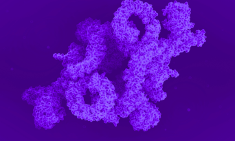 Recombinant Protein Expression