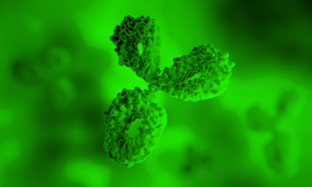 Custom Recombinant Antibodies
