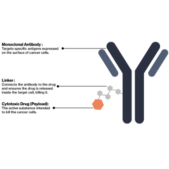 Antibody Drug Conjugates