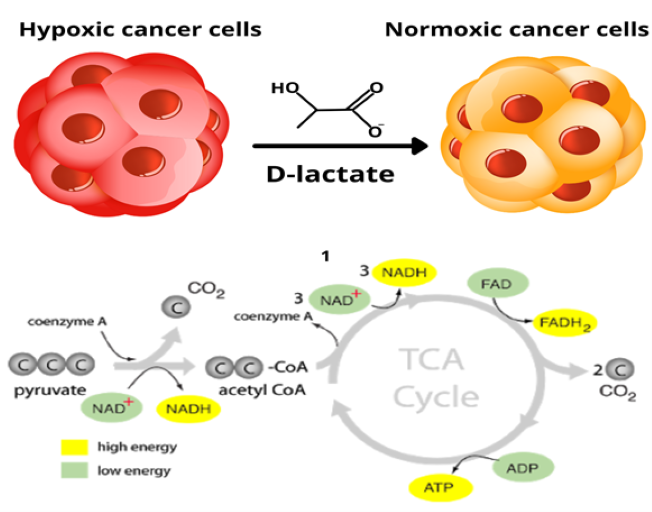 Two subpopulations of cancer cells
