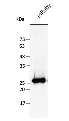 Biorbyt Antibody mRuby