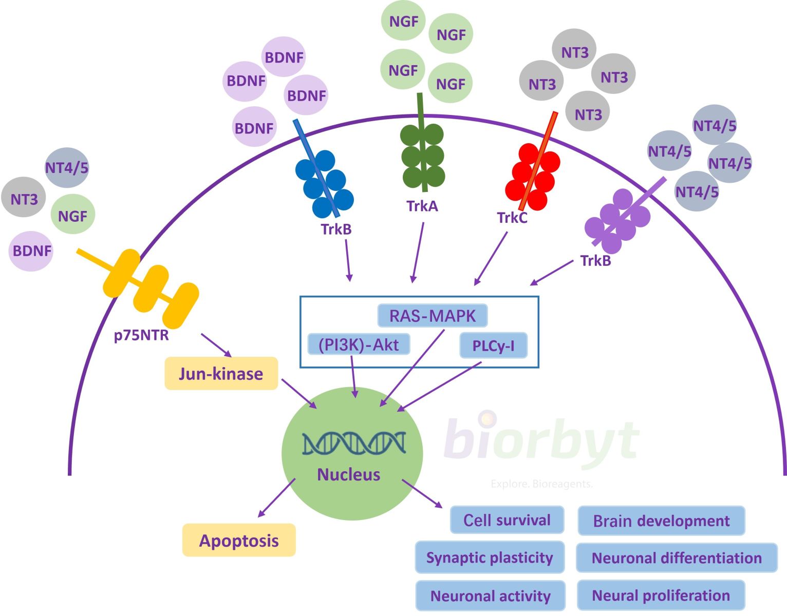 Neurotrophic Pathway