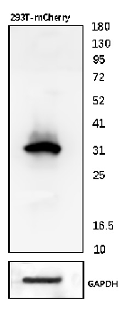 orb11618_biorbyt_1(1)