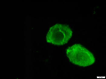 orb11618_biorbyt_2