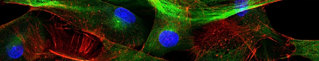 Fluorescently dyed cells