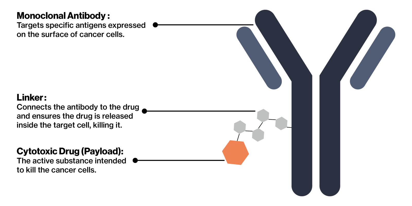 antibody drug conjugates diagram