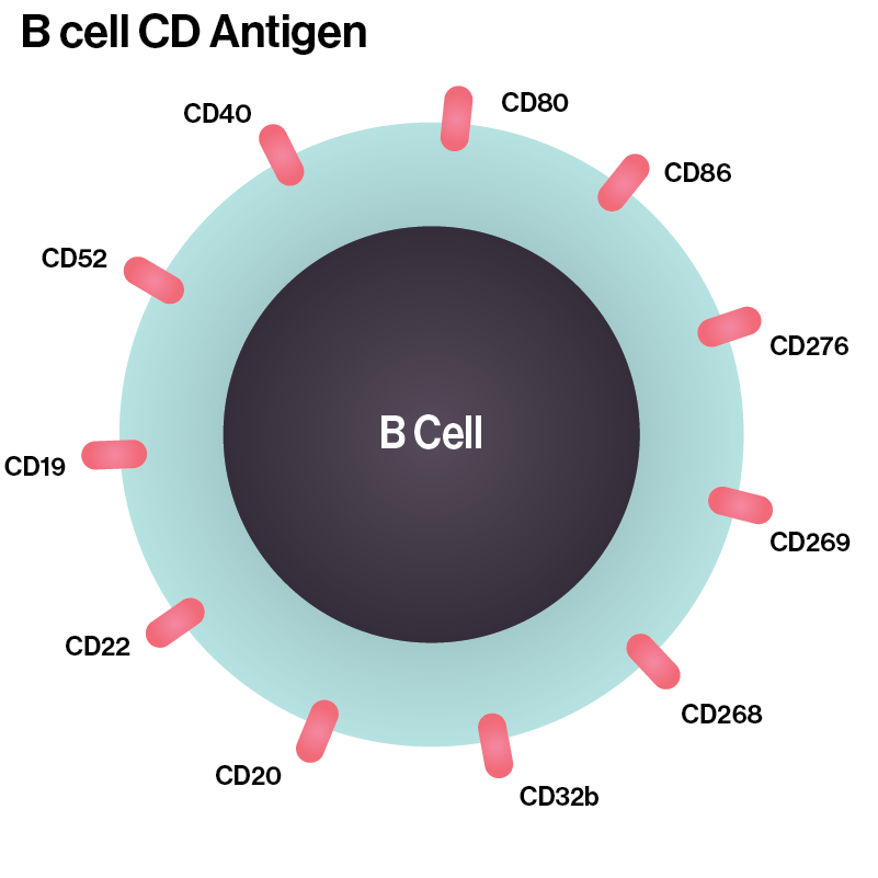 B Cell Antigens Diagram