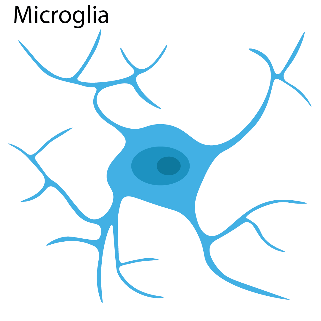 Microglia diagram