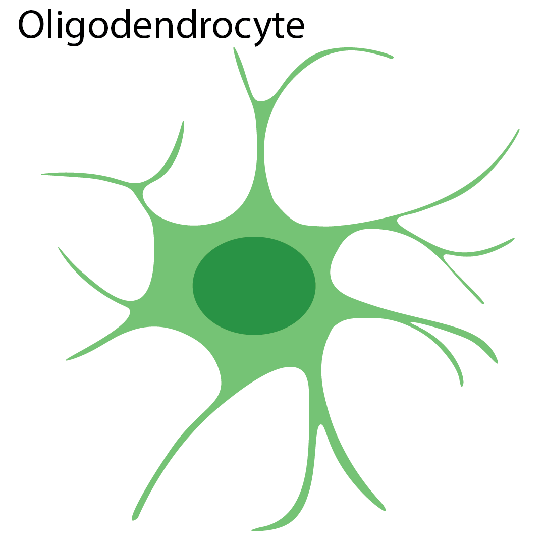 Oligodendrocyte diagram