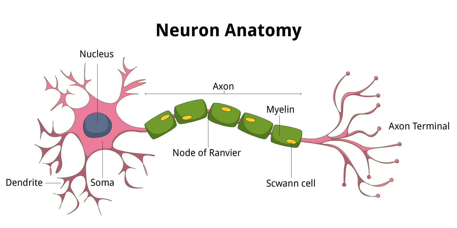 neuron diagram