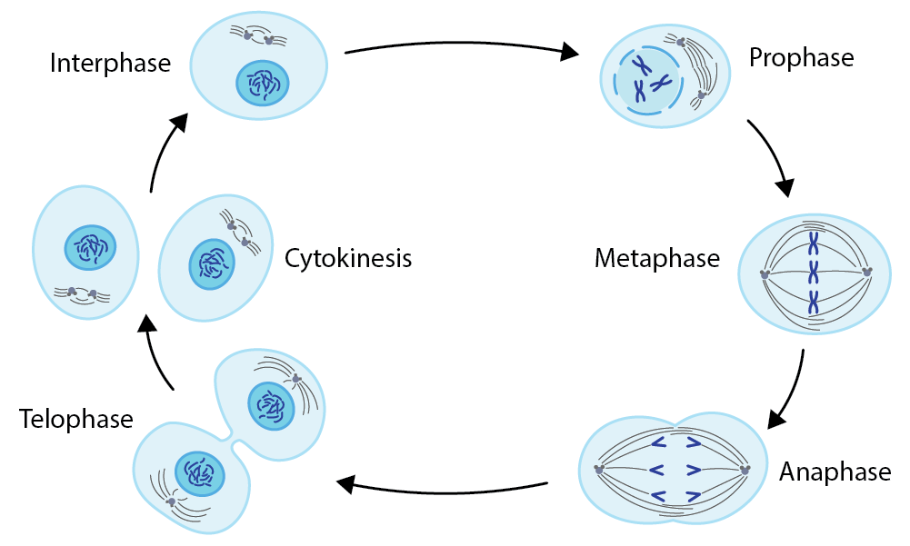 cell proliferation diagram