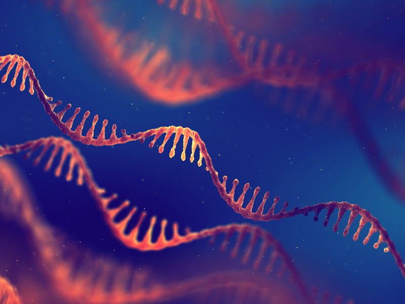 Knockdown Validated Antibodies