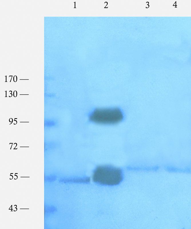Nrf2 antibody data