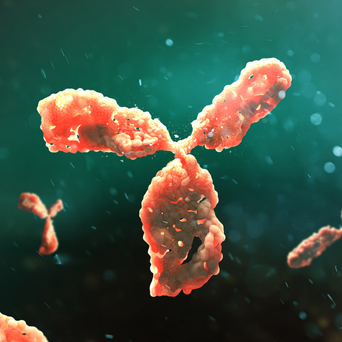 Reference Antibodies