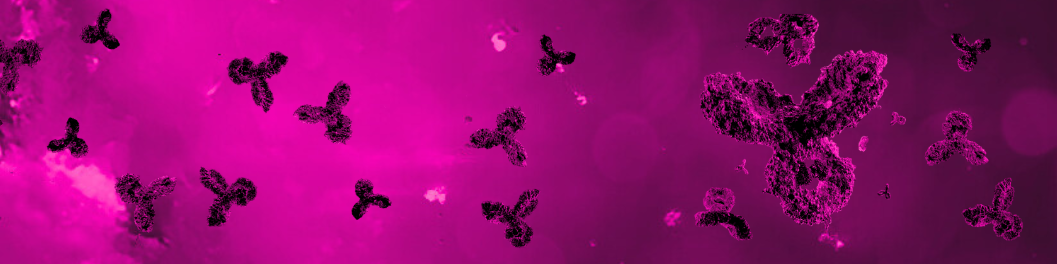 Custom polyclonal antibody production banner