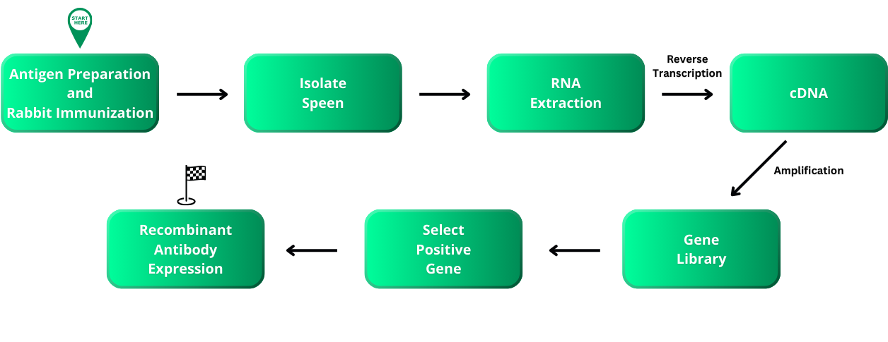 custom recombinant antibody prodction process chart
