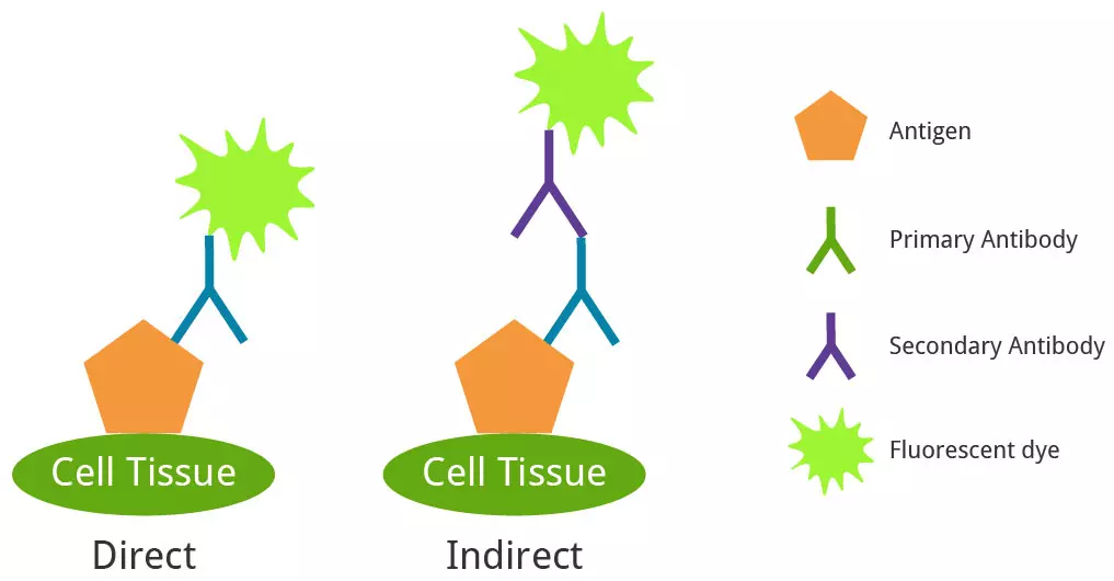 
                                        Direct and indirect IF