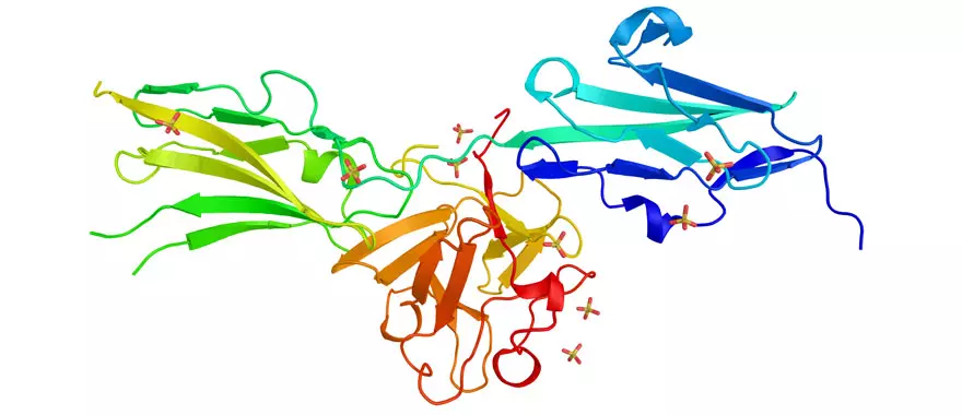 Fibroblast growth factor receptor