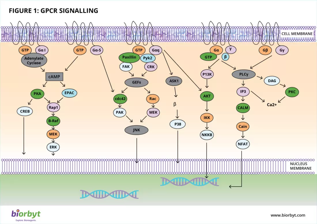 gpcr pathway
