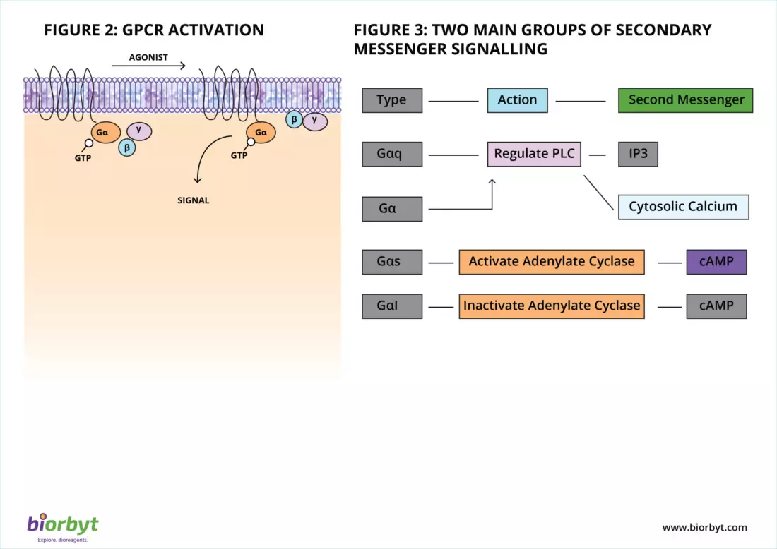 gpcr pathway