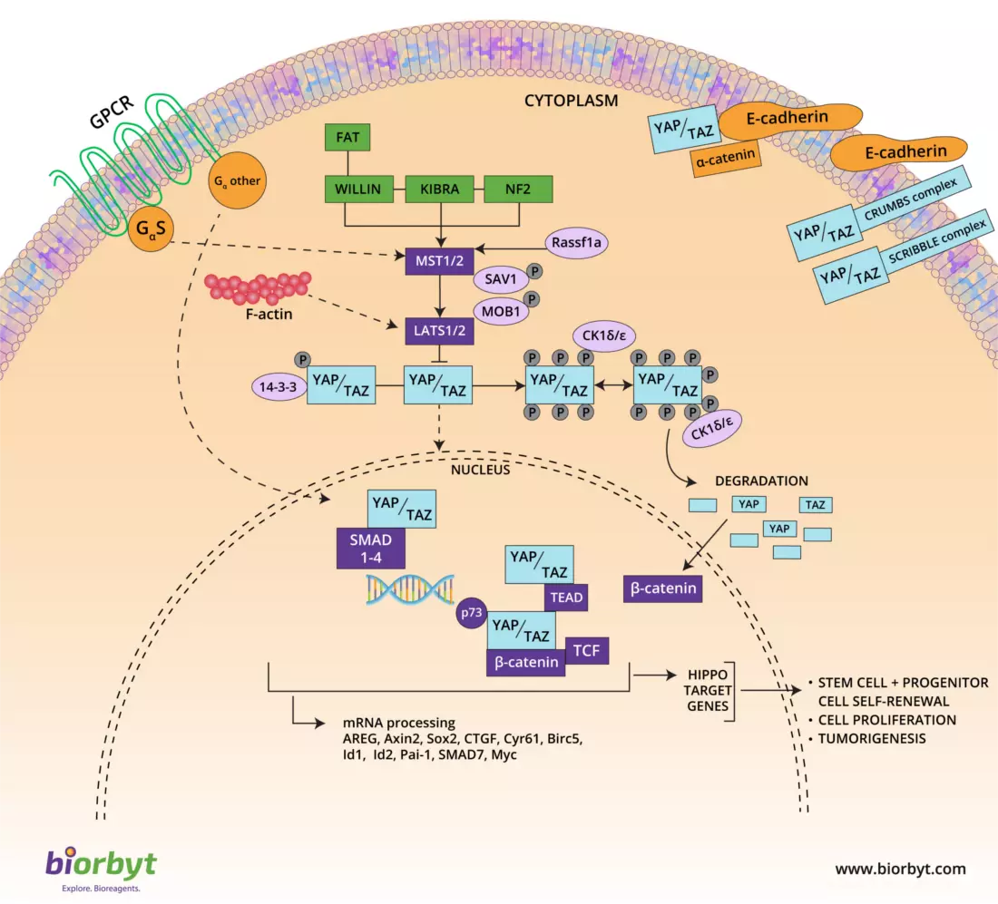 Hippo Signaling Pathway