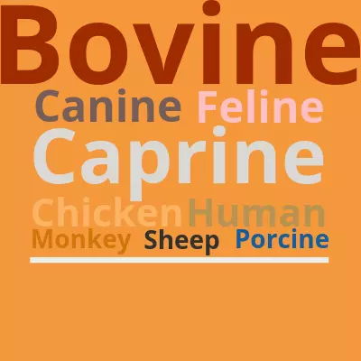 Larger model animal species