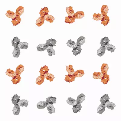 Monoclonal or Polyclonal Antibodies