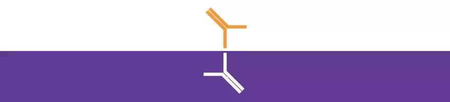 matched pair antibodies