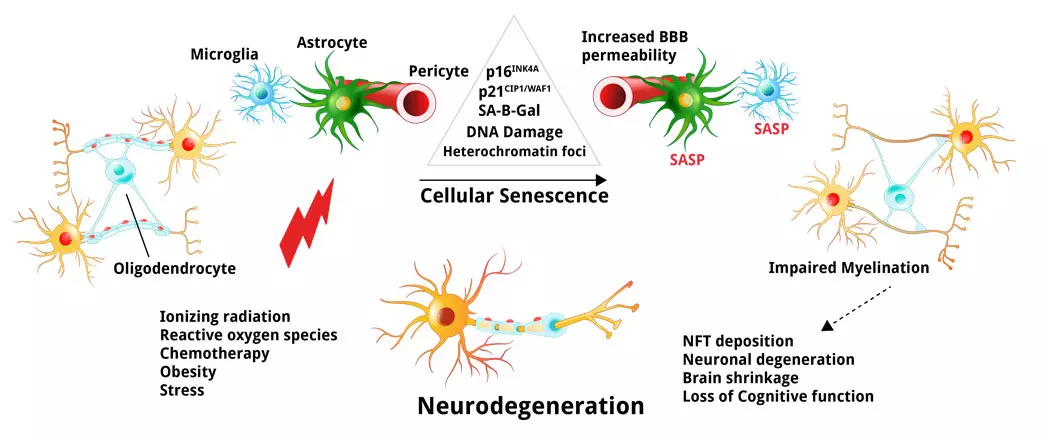 Neurodegeneration