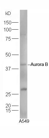 Aurora B Rabbit Polyclonal Antibody (FITC)