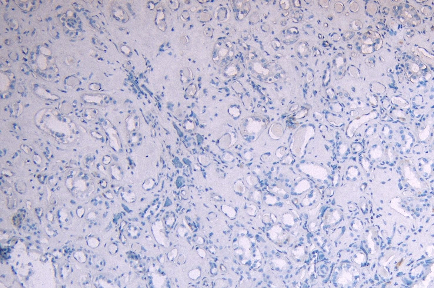c-Myb (aa281-294) Antibody