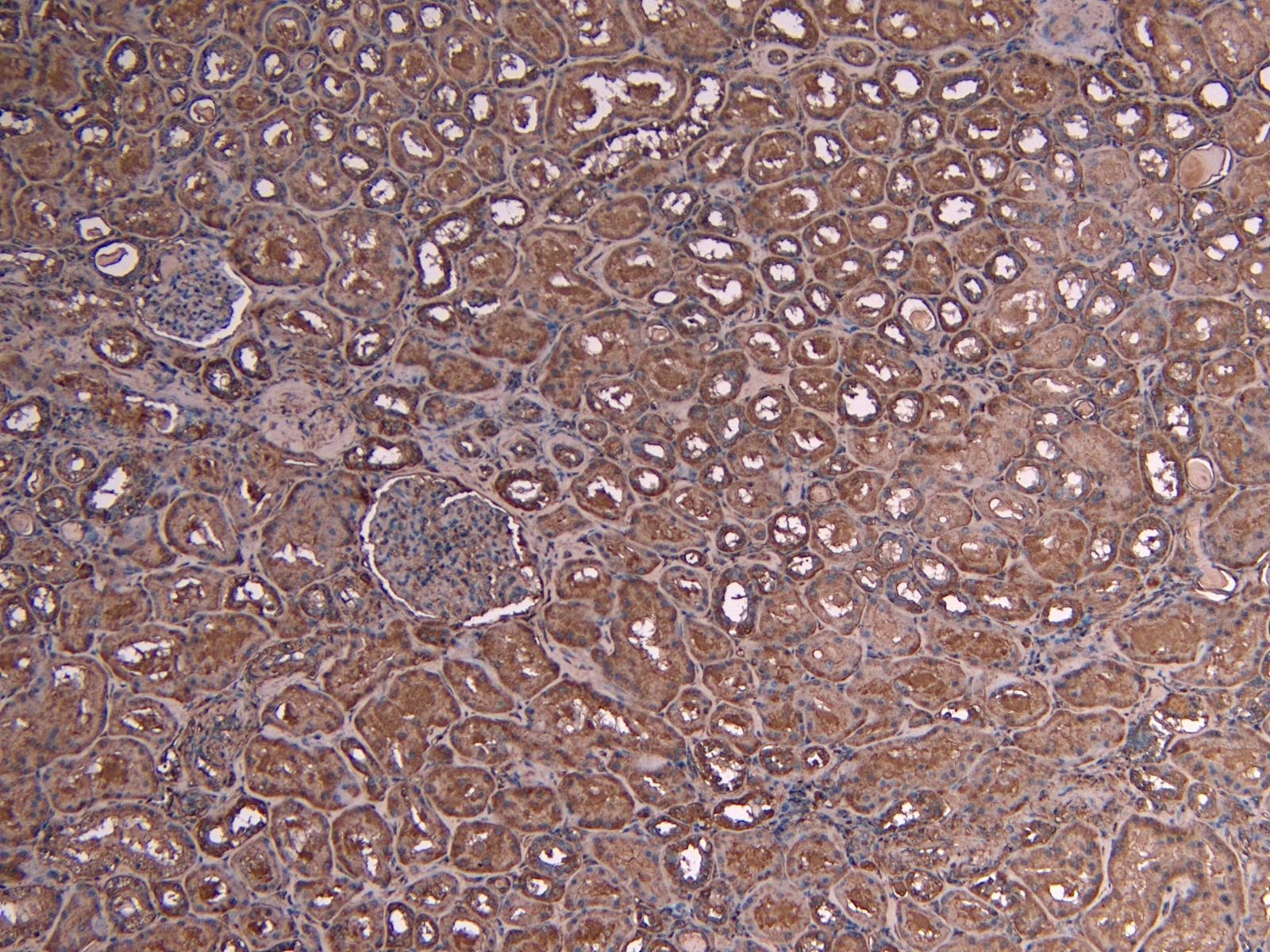 c-Myb (aa281-294) Antibody