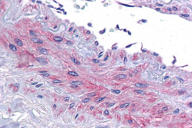 Goat anti-eIF5A Antibody