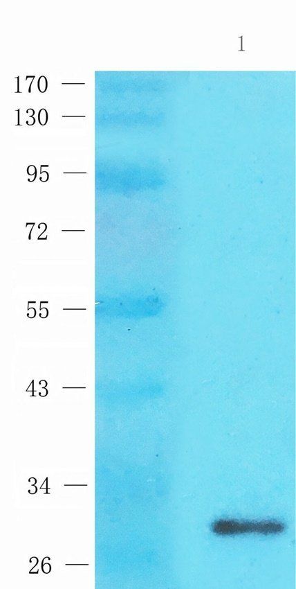 INHBE Rabbit Polyclonal Antibody