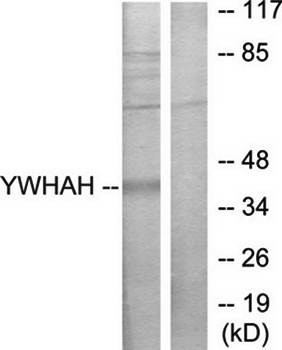 14-3-3 η Antibody