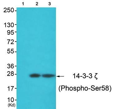 14-3-3 ζ (Phospho-Ser58) Antibody
